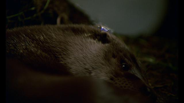 ˮ̡ Tarka.the.Otter.1978.1080p.BluRay.REMUX.AVC.LPCM.2.0-FGT 16.96GB-3.png