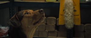 һĻؼ·[Ļ]A Dogs Way Home 2019 1080p BluRay x264-WiKi 11.4G-12.jpg