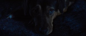 һĻؼ·[Ļ]A Dogs Way Home 2019 1080p BluRay x264-WiKi 11.4G-14.jpg