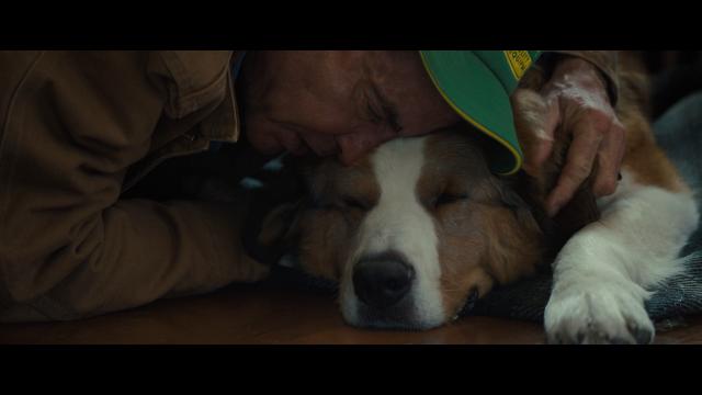 һʹ2 A.Dogs.Journey.2019.1080p.BluRay.AVC.TrueHD.7.1-LAZERS 43.42GB-3.png