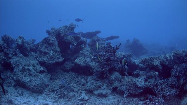 ɺ/ɺ֮ IMAX.Coral.Reef.Adventure.2003.1080p.BluRay.x264-aAF 4.37GB-2.png