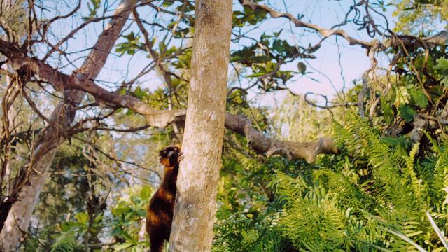 ˹:֮ Island.of.Lemurs.Madagascar.2014.1080p.BluRay.x264-NODLABS 3.28GB-2.png