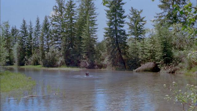 ˹:Ұľ/˹:Ұľ IMAX.Alaska.Spirit.Of.The.Wild.1998.1080p.Bluray.x264-hV-4.png