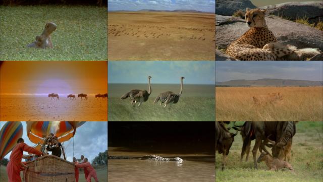 :׸ǵٹҹ԰/ IMAX.Africa.The.Serengeti.1994.1080p.BluRay.x264-BRMP 3.28GB-2.png