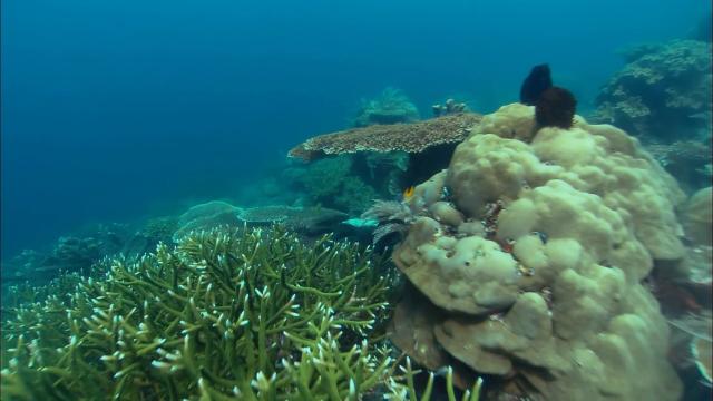 ϵ:ḻɺ/Թ Discovery.Channel.Equator.Reefs.of.Riches.2009.1080p.BluRay.x26-2.png