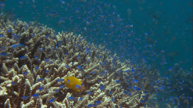 ϵ:ḻɺ/Թ Discovery.Channel.Equator.Reefs.of.Riches.2009.1080p.BluRay.x26-3.png