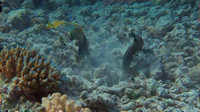 ϵ:ḻɺ/Թ Discovery.Channel.Equator.Reefs.of.Riches.2009.1080p.BluRay.x26-7.png