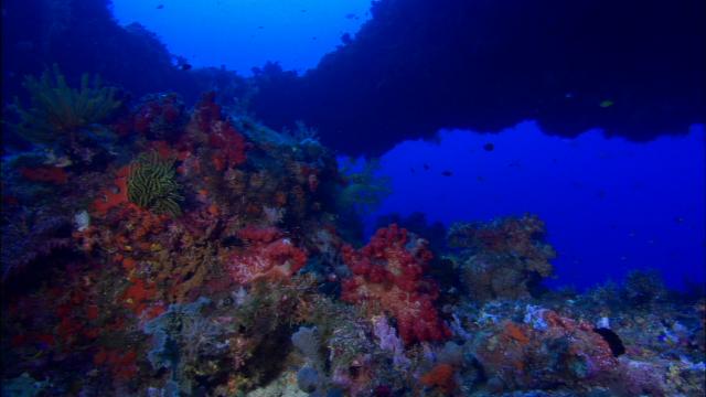 λɺ: Coral.Sea.Dreaming.Awaken.2010.1080p.BluRay.x264-HANDJOB 6.82GB-4.png