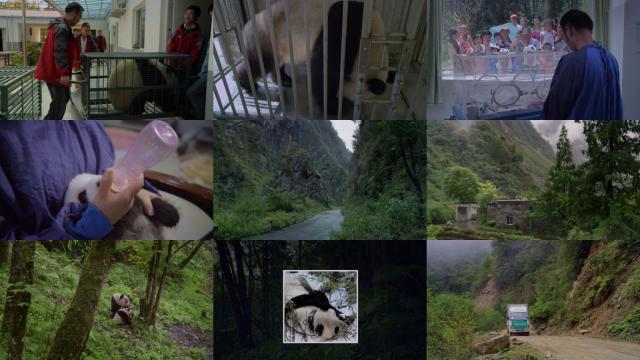 è Pandas.The.Journey.Home.2014.1080p.BluRay.x264-SADPANDA 3.28GB-2.png