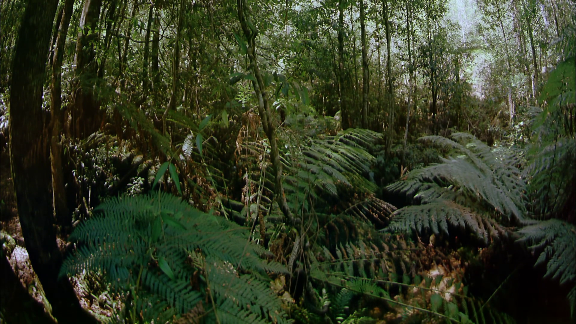 Ұ:Ե/ĴҰƪ IMAX.Wild.Australia.The.Edge.1996.1080p.BluRay.x264-LCHD 2.64GB-3.png